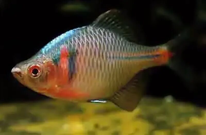 Рыба горчак и двустворчатый. Rhodeus sericeus. горчак рыба. рыба горчак и двустворчатый моллюск. остракофилы.