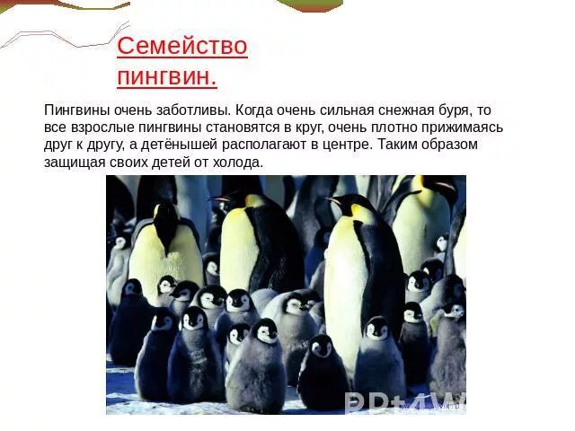 Как размножаются и развиваются пингвины