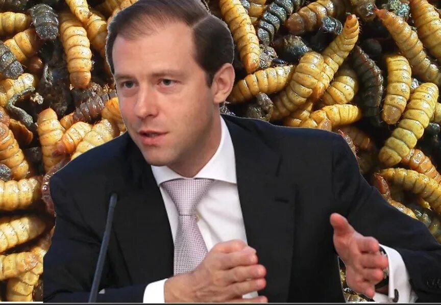 мясо из личинок мух. муха львинка личинка. сушеная личинка черной львинки. мантуров кушать личинки. мясо из личинок мух.