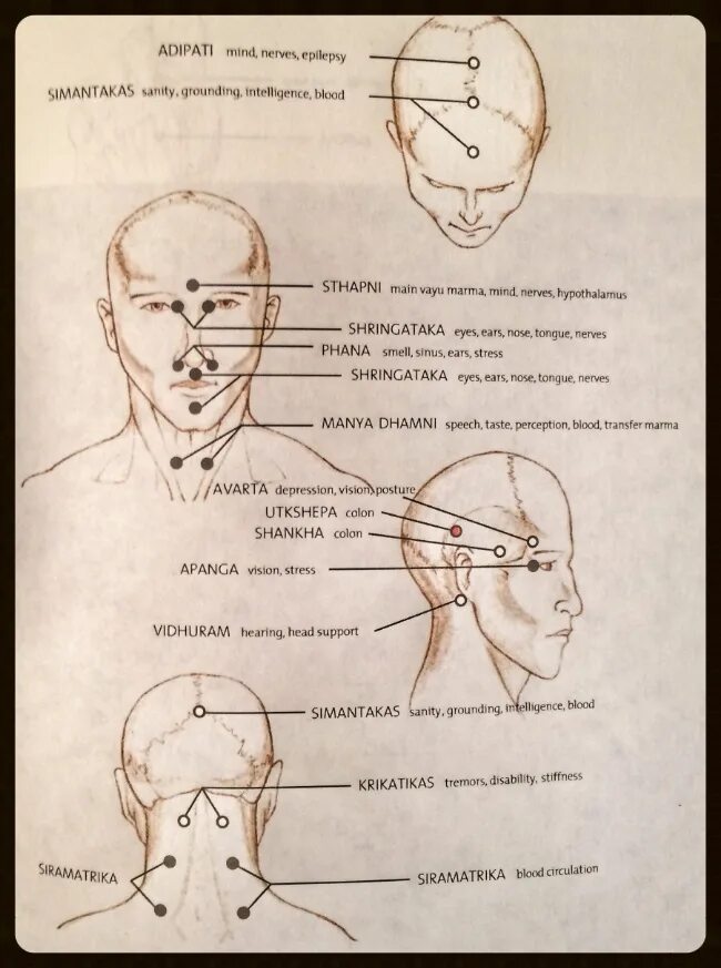 Болезненные точки на голове. Акупунктура головы человека схема. Акупунктурные точки головы схема. Точечный массаж марма. Точки на голове.
