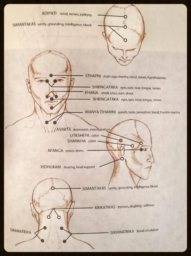 Точки на затылке. Акупунктура головы человека схема. Акупунктурные точки головы схема. Точечный массаж марма. Точки на голове.