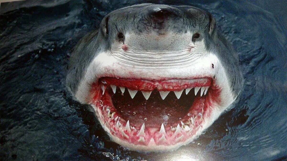 МЕГАЛОДОН челюсть. Акула белая, акула-людоед, кархародон. Самая большая пасть