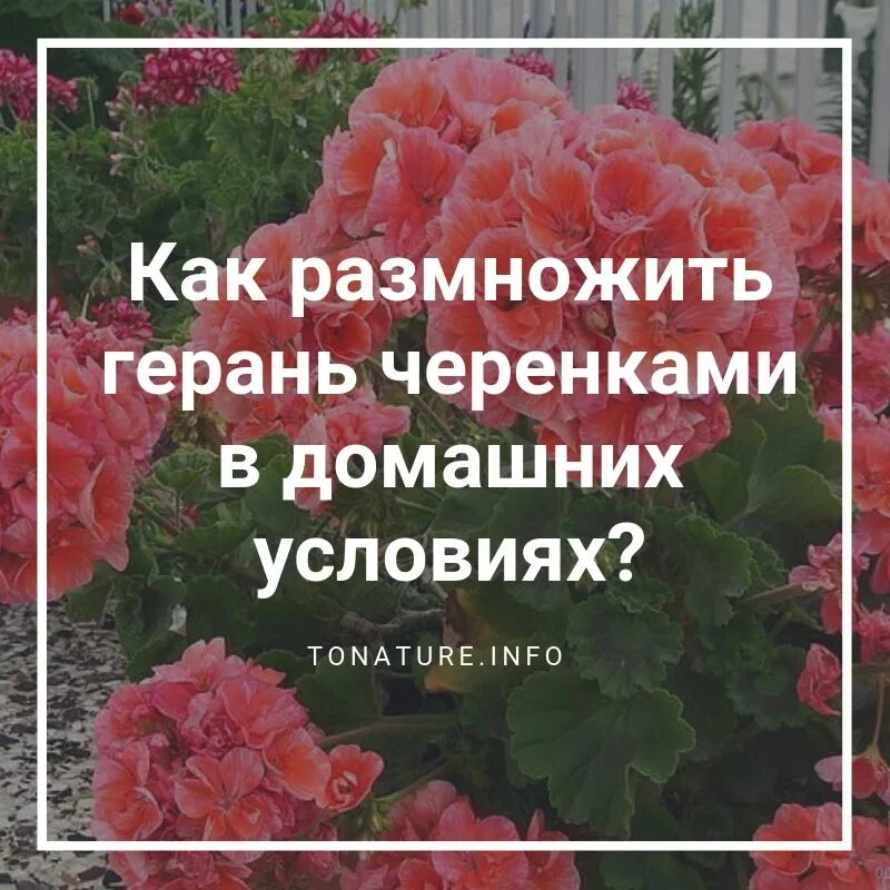 Размножить герань черенками в домашних условиях весной. Размножение пеларгонии черенками в домашних условиях. Пеларгония Trudie. Укоренение герани листом. Как быстро укоренить герань в воде в домашних условиях.