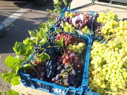 Покупать виноград
