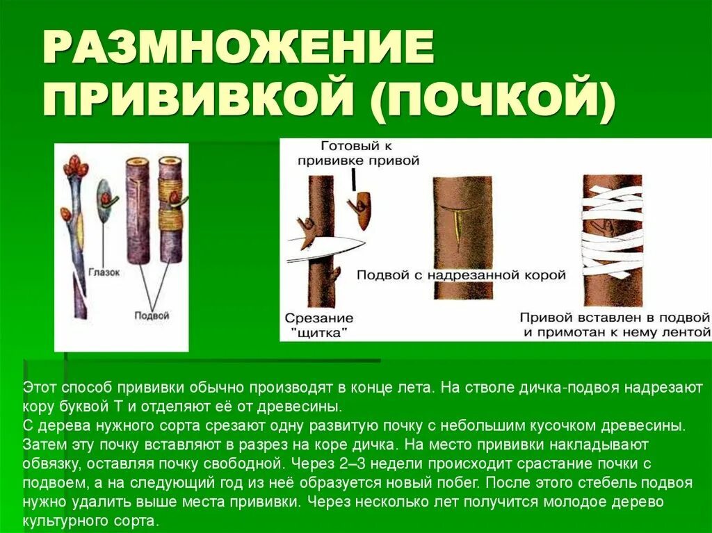 Вегетативное размножение прививкой инструкция. Прививка растений вегетативное размножение. Вегетативное размножение прививкой. Способ вегетативного размножения прививкой. Размножение окулировкой.