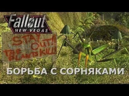 Fallout корень зандера