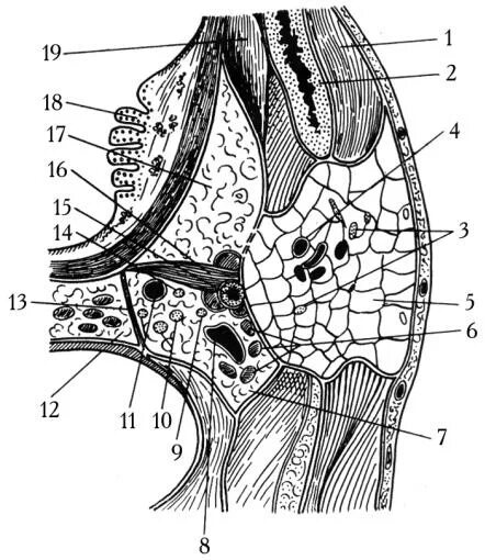 Spatium retropharyngeum. Боковое окологлоточное клетчаточное пространство. Заглоточное пространство топографическая анатомия. Клетчаточное пространство околоушной железы. Окологлоточное пространство топографическая анатомия.