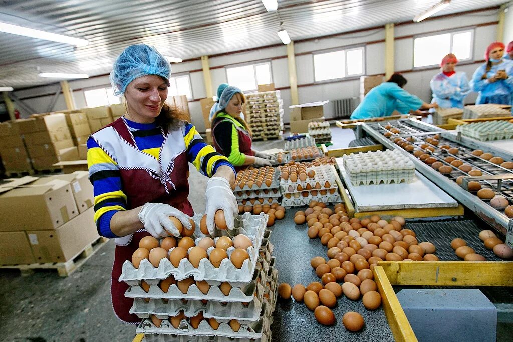 Оператор птицефабрик. Работник птицефабрики. работница птицефабрики. сотрудники птицефабрики. работники птицефермы.
