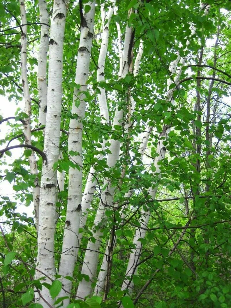 7 берез. Береза бумажная betula papyrifera. берёза повислая. березовая роща береза повислая. береза betula alba.