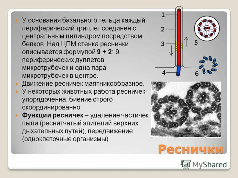 Базальные тельца ресничек. Базальные тельца. базальное тельце функции. формула базального тельца. триплеты и дуплеты микротрубочек.