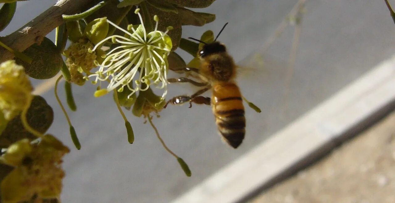 Апи пчела. Меллифера пчела. APIS mellifera syriaca. Медоносная пчела APIS. Сирийская пчела.