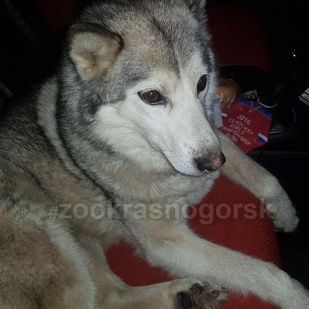 Потерянные собаки с. Животные красногорск. Животные красногорска. Животные красногорск. Грумер красногорск.