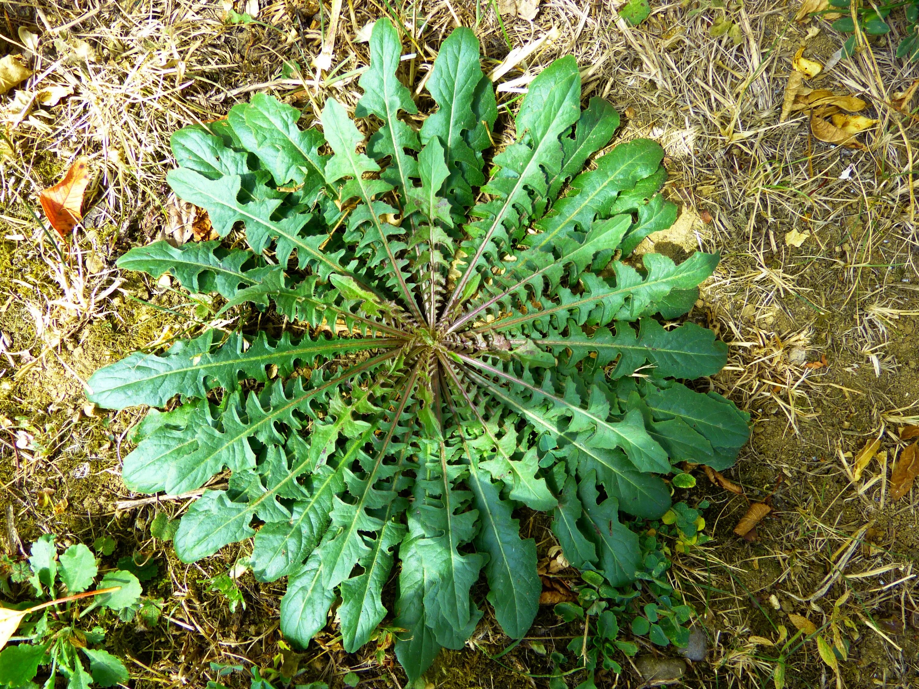 Дикая форма растений. Молочай сорняк огородный. Молочай дикий. Лист Taraxacum officinale. Одуванчик сорняк.