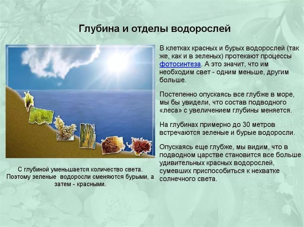 Обитание красных водорослей