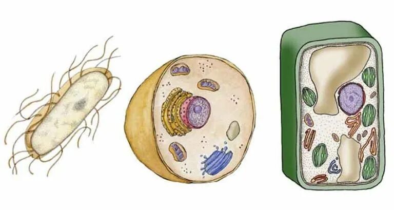 Эукариотических организмов имеется. Клетка эукариот. Эукариотических организмов. Прокариоты и эукариоты. Разнообразие клеток.