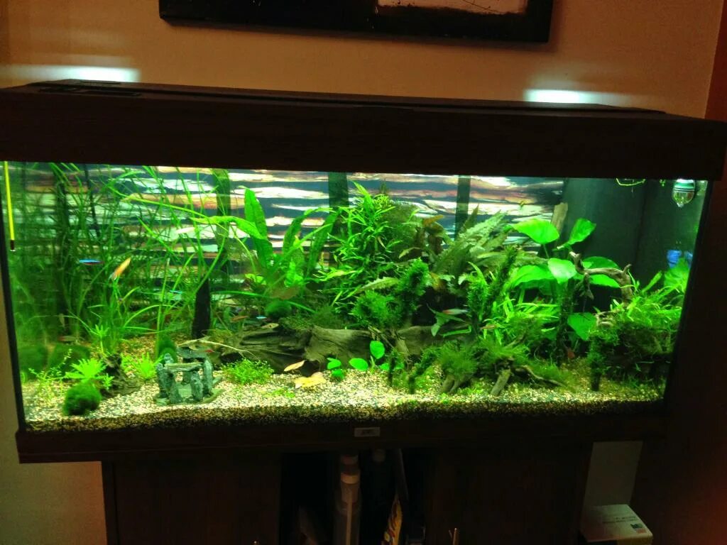 аквариумная земля. земля 35 литров. мой аквариум с песком. аквариум на земле. аквариумная земля.