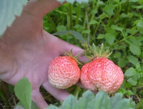 Bianca fragola клубника. Земляника ремонтантная делайт эвис. Клубника малина ананасная. Клубника сорт финская ананасная. Сорта розовой земляники.