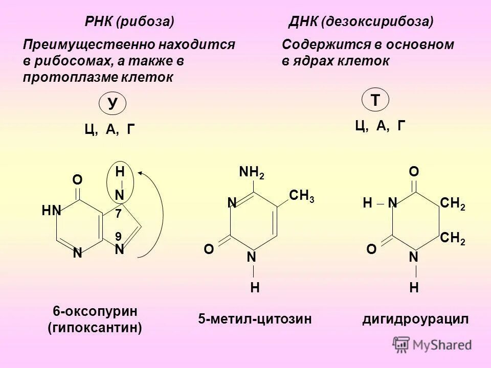 Синтезируемый полимер содержит дезоксирибозу. Синтезируемый полимер содержит дезоксирибозу. Синтез дезоксирибонуклеотидов. Синтез дезоксирибонуклеотидов из рибонуклеотидов. Синтез дезоксирибонуклеотидов.
