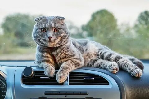 Про кота машину