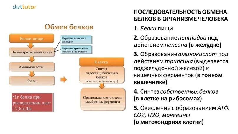 Органы белкового обмена. Процесс обмена белков. Процессы обсены белков. Последовательность процессов при обмене белков. Последовательность процессов происходящих при обмене белков.