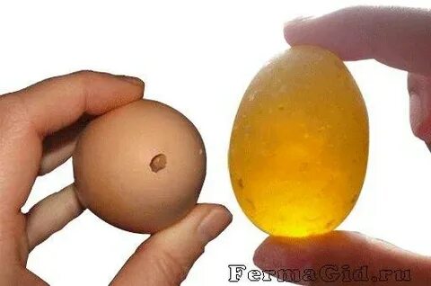Курица снесла яйцо без скорлупы в пленке