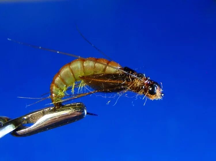 нахлыстовые мушки ручейник. личинка ручейника аноболия. шитик ручейник. мушка золотой ручейник. нахлыстовая мушка овод.