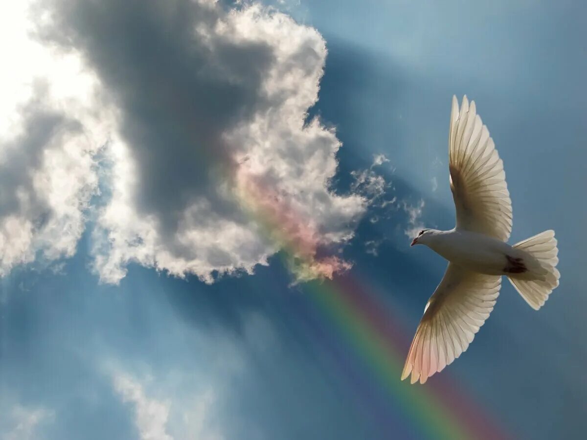 Мирно душевный. Голуби в небе. Небесный голубь. Голубь в полете.