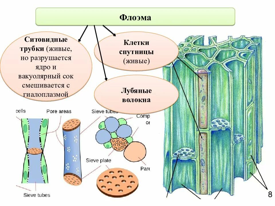 Ткани растений Ксилема флоэма. Ситовидные клетки флоэмы. Ситовидные трубки и клетки-спутницы. Клетки спутницы флоэмы