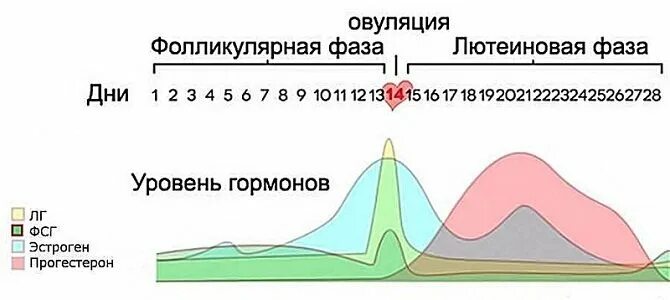 Лг гормон у женщин за что отвечает. Лютеинизирующий гормон (ЛГ). Депрессия перед месячными. Фильтр ФСГ. Гормон ЛГ за что отвечает у женщин.