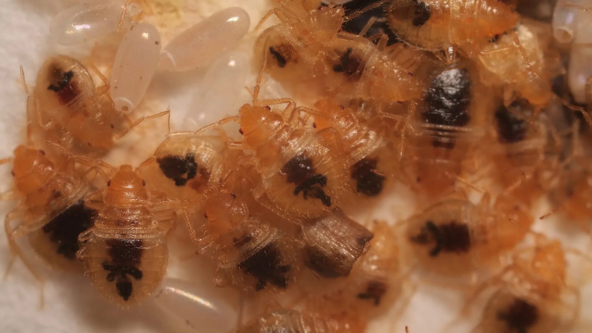 Постельный клоп личинка. Как выглядят личинки клопов постельных. Яйца и личинки постельного клопа. Личинка клопа постельного 1стадии. Постельный клоп личинка.