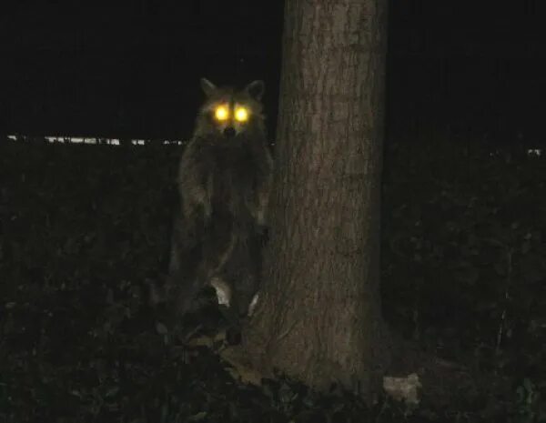 Светящиеся глаза животных в темноте. Светящиеся глаза животных в темноте. Светящиеся глаза волка в темноте. Светящиеся глаза животных в темноте. Глаза кошки в темноте.