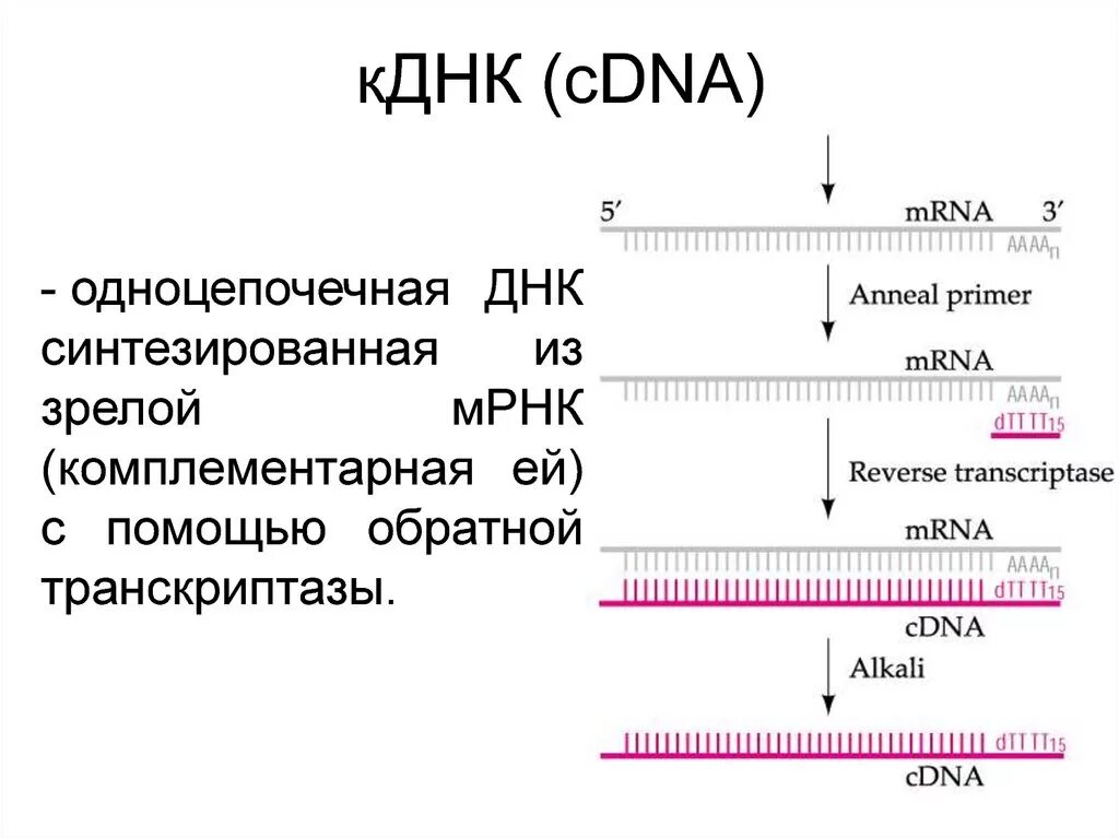 МРНК КДНК. Синтез КДНК на матрице РНК. Комплементарная ДНК. Синтез КДНК.