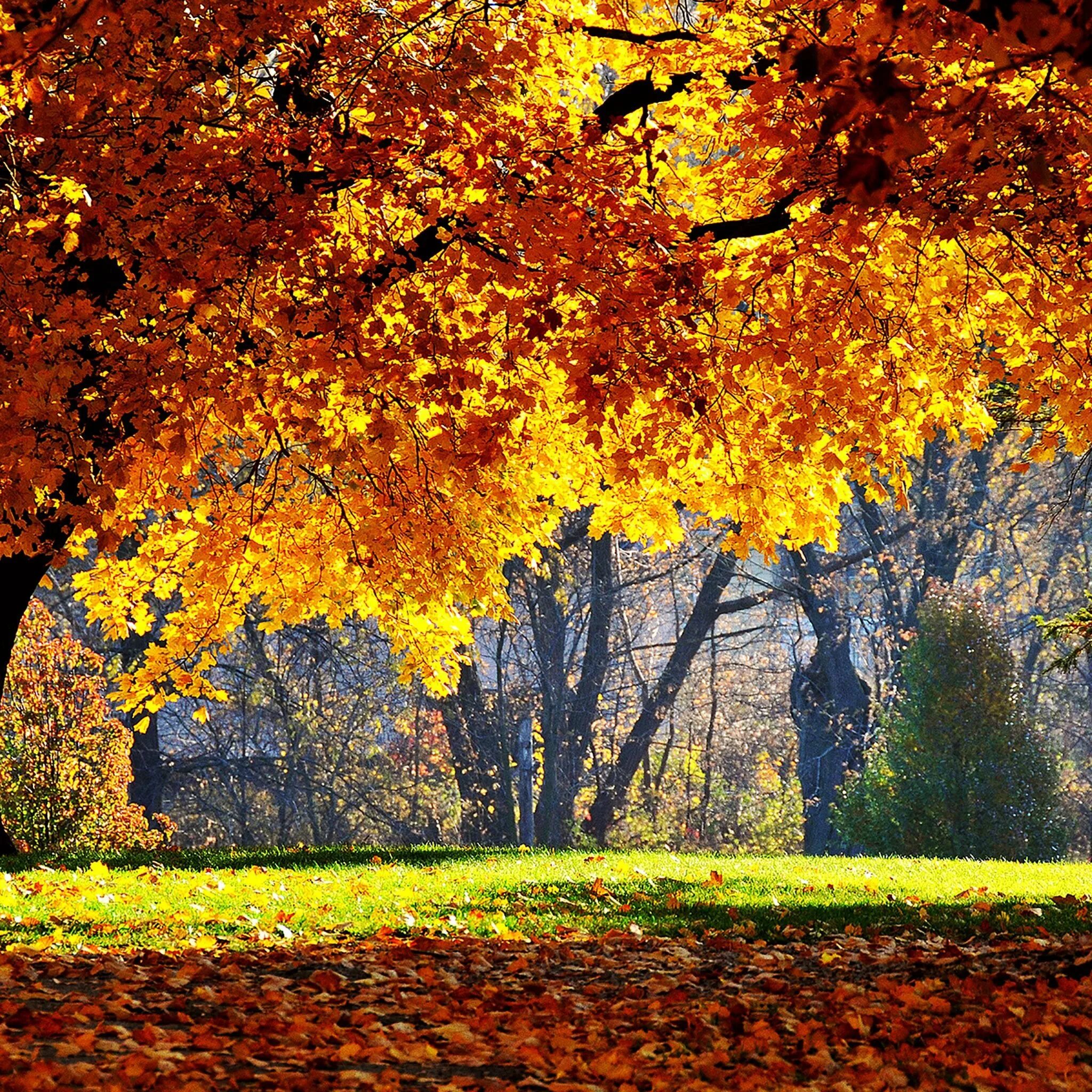 Fall around. Осень. Осень картинки. Золотая осень. Обои осень.