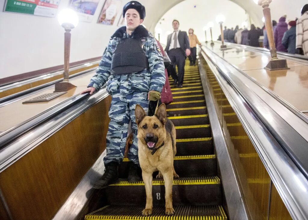 Усилена безопасность москвы. Служебные собаки Московского метро. Кинолог Московский метрополитен. Собака в метро. Полицейский с собакой в метро.