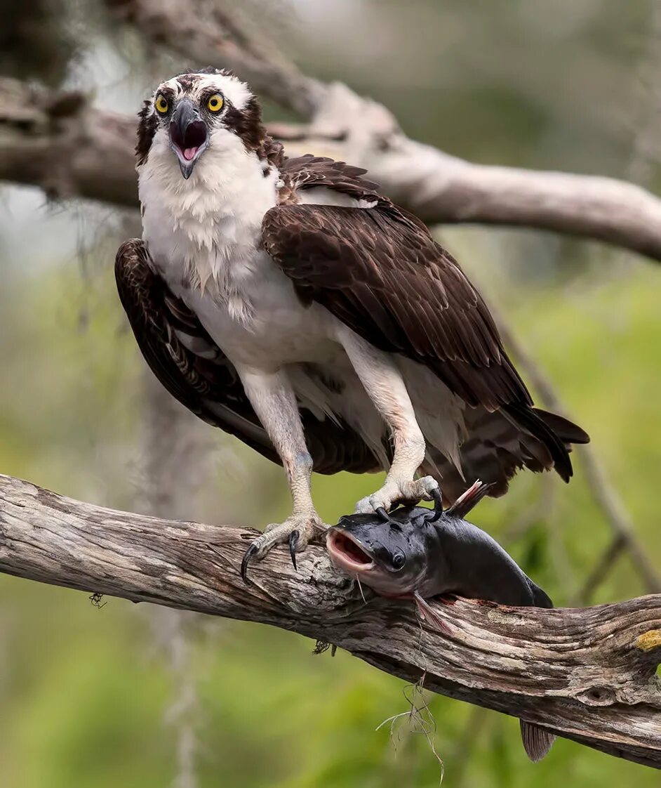 Скопа (Pandion haliaetus). Скопа (Pandion haliaetus l.). Птица рыболов Скопа. Сокол Скопа. Птицы особенно дневные хищники