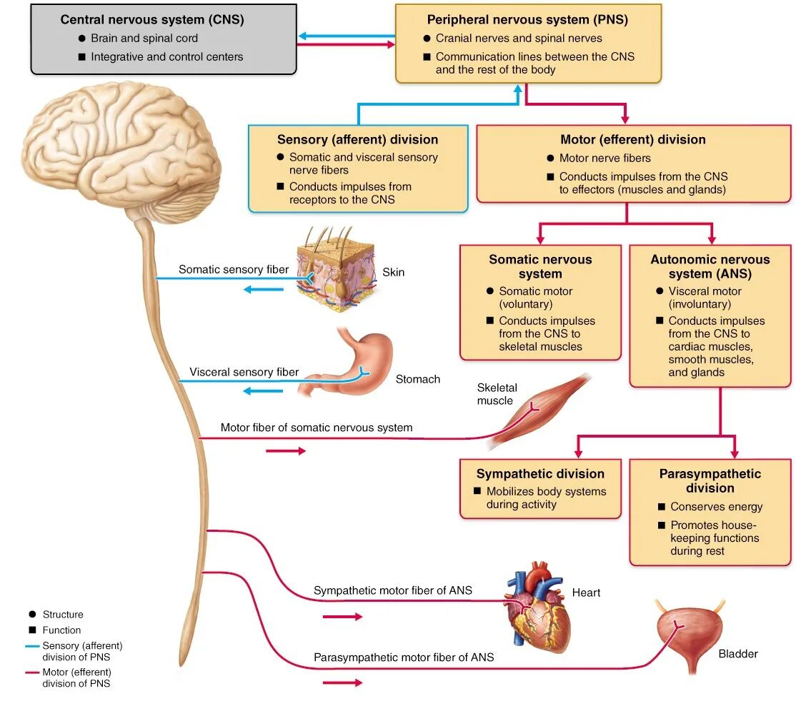 Основные отделы центральной нервной системы человека схема. Строение центральной и периферической нервной системы таблица. Центральная нервная система схема. Нервная система Центральная и периферическая схема. Роль отделов цнс