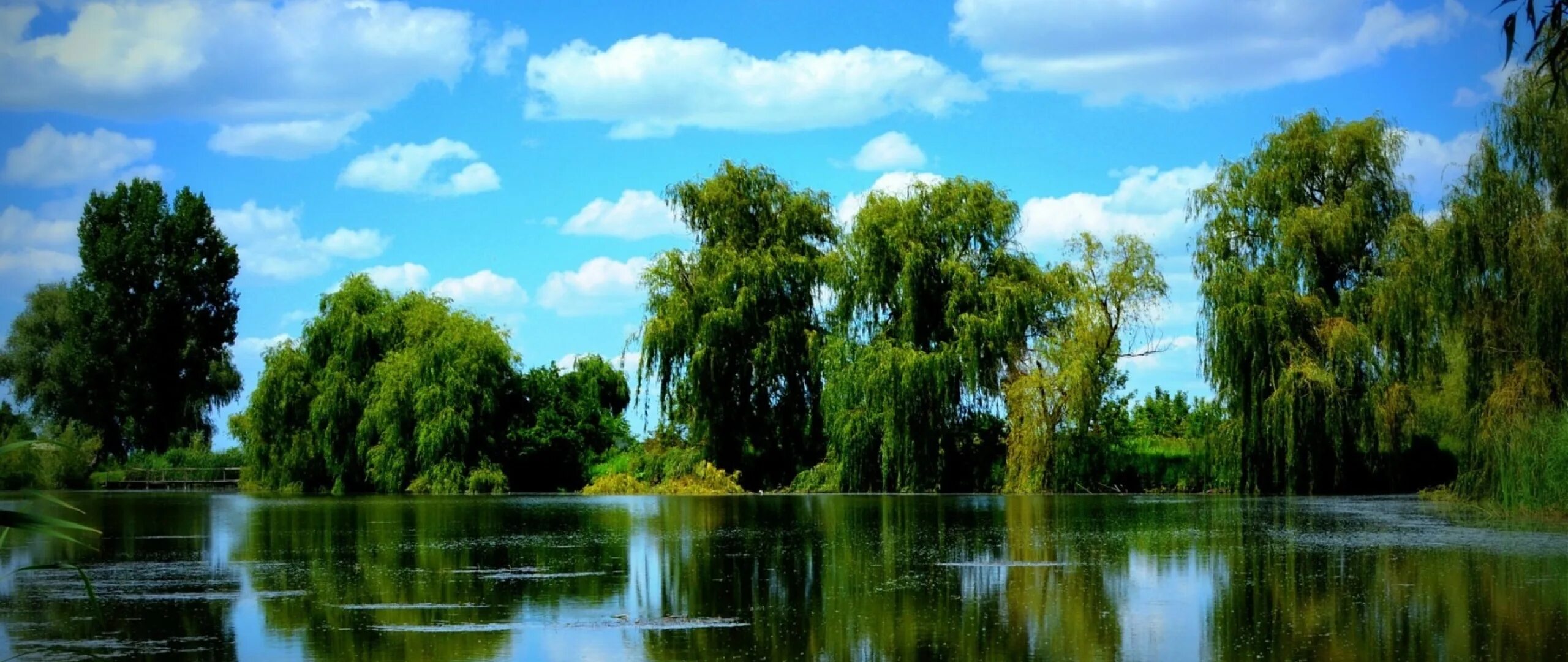 Деревья смотрят в воду. Красивые водоемы. Красивый пруд. Лето озеро. Летний пейзаж.
