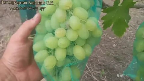 Виноград барин
