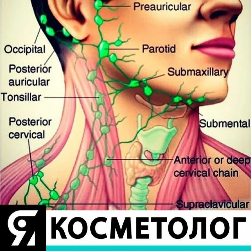 лимфатическая схема лица. лимфатическая система лица анатомия. лимфатическая система человека схема на лице. лимфатическая система шеи. линии оттока лимфы на лице схема.