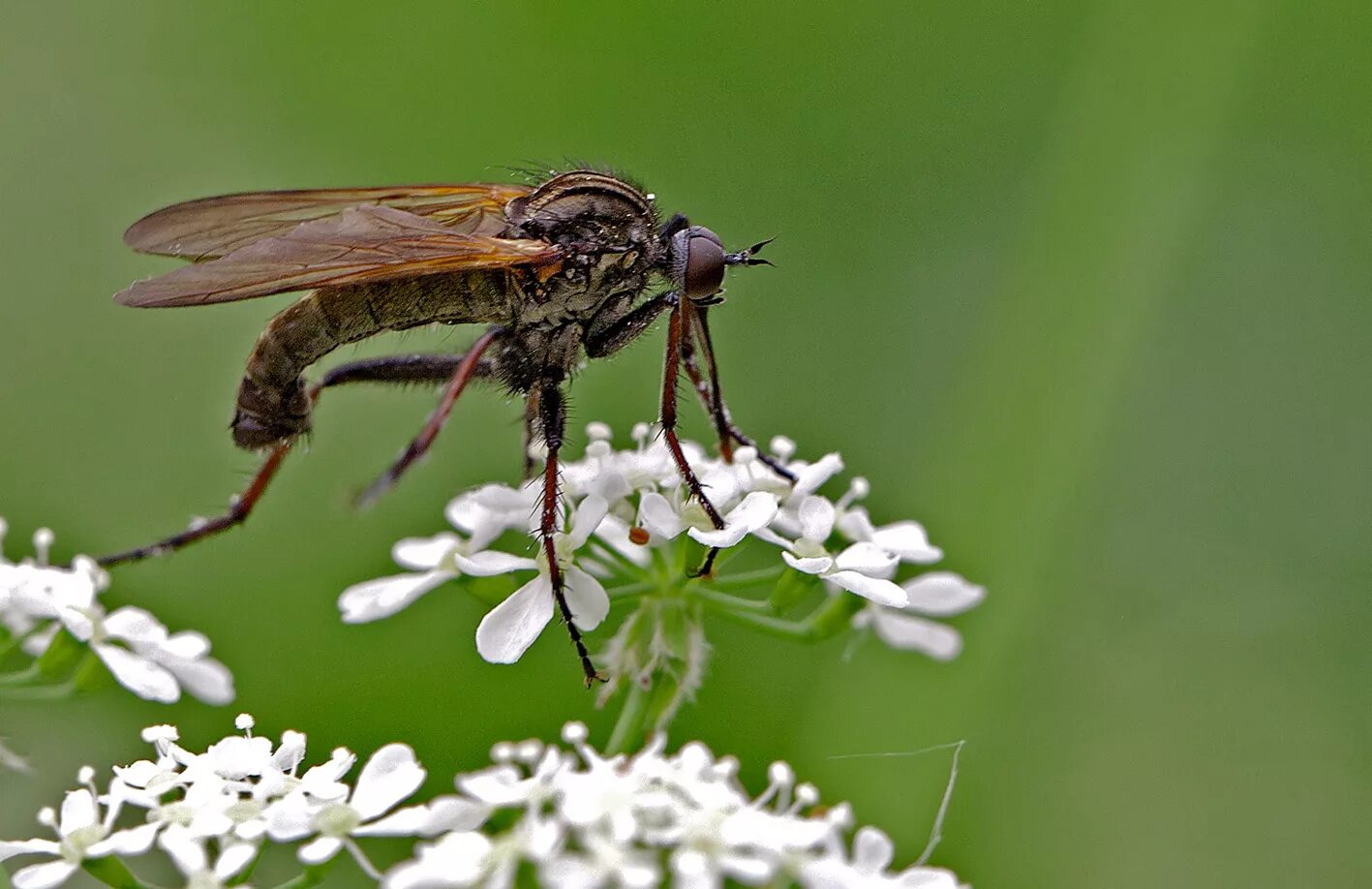 Мухи весной. Толкунчики насекомые. Муха ТОЛКУНЕЦ. Толкунчик (Empididae),. Комар ТОЛКУНЕЦ.