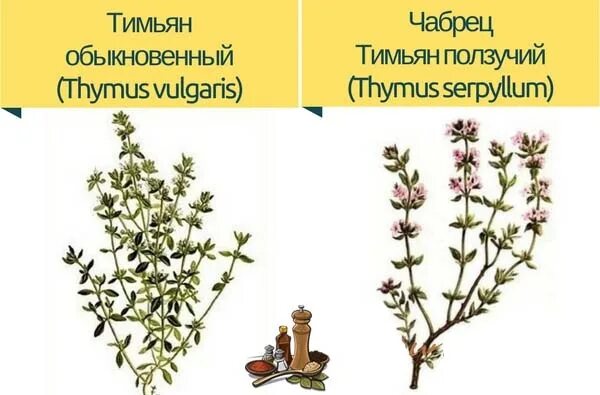Чабрец как отличить. Тимьян (чабрец). тмин тимьян чабрец и чабер. тимьян чабер чабрец отличия. тимьян и чабрец одно и тоже.