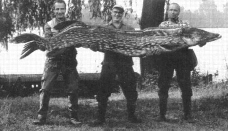 Обыкновенная щука (esox lucius). Щука 35 кг. Самая большая щука. Самая большая щука в мире 145 кг. Самая большая щука в мире 145 кг.