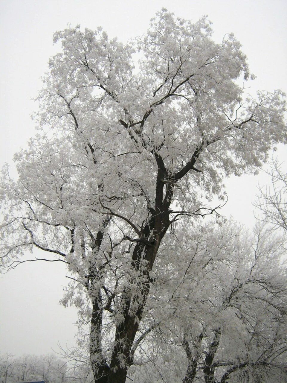 Зачем белые деревья. Серое дерево. Эстетика серого. Эстетика белого и серого. Эстетика белого цвета.