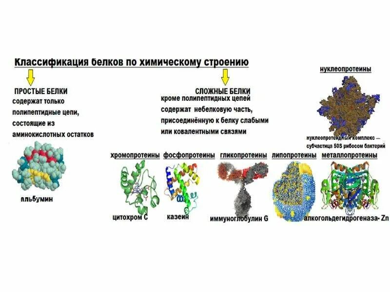 Сложные белки состав. Классификация белков сложные белки. Классификация белков по строению биохимия. Классификация белков простые и сложные белки. Строение сложных белков.