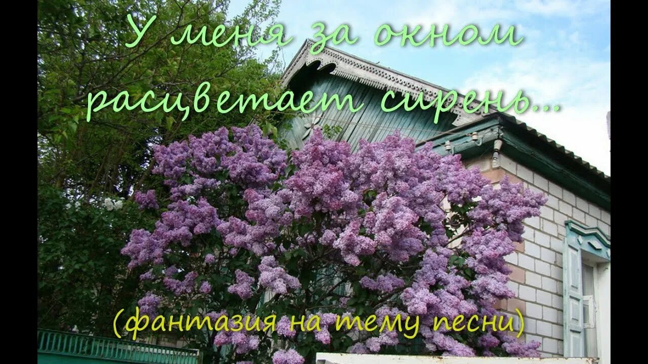 Цветет у нашего крылечка. Куст сирени во дворе. Сирень во дворе. Сирень в деревне. Сирень у нашего крылечка.