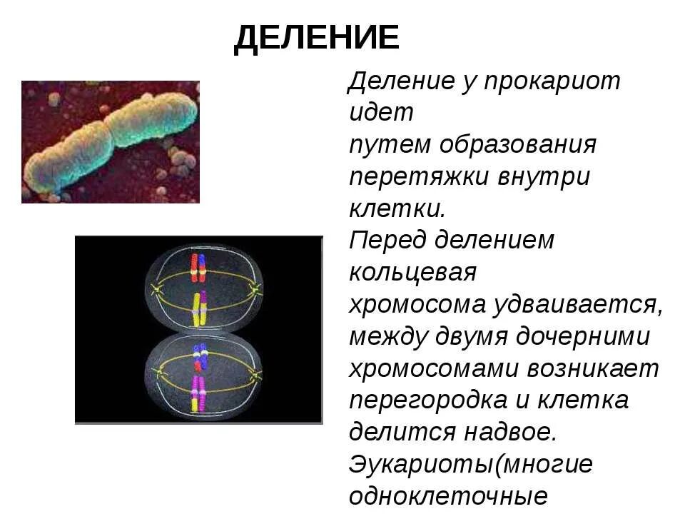 Кольцевая хромосома 1. Кольцевая хромосома. Кольцевая хромосома прокариотических. Кольцевые хромосомы прокариот.