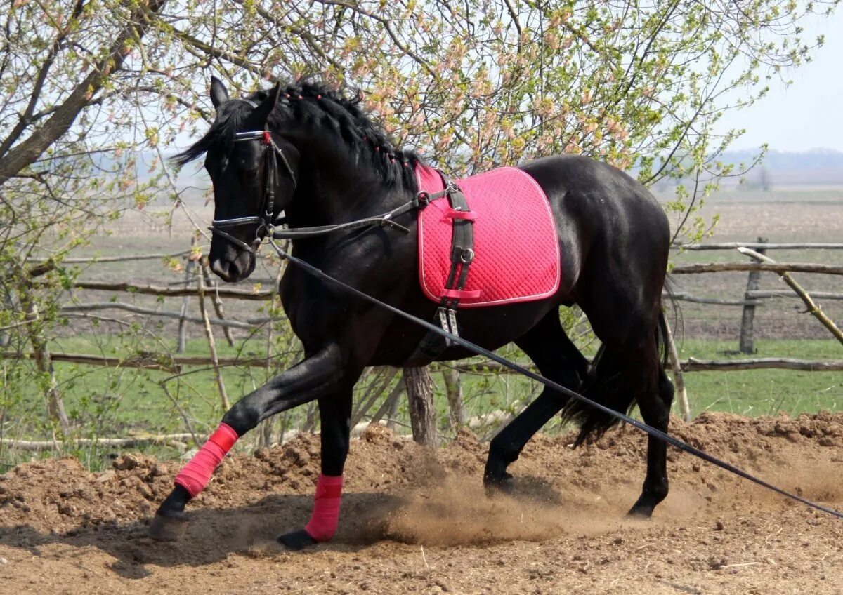 Dressage Dressage, Horses, Equestrian