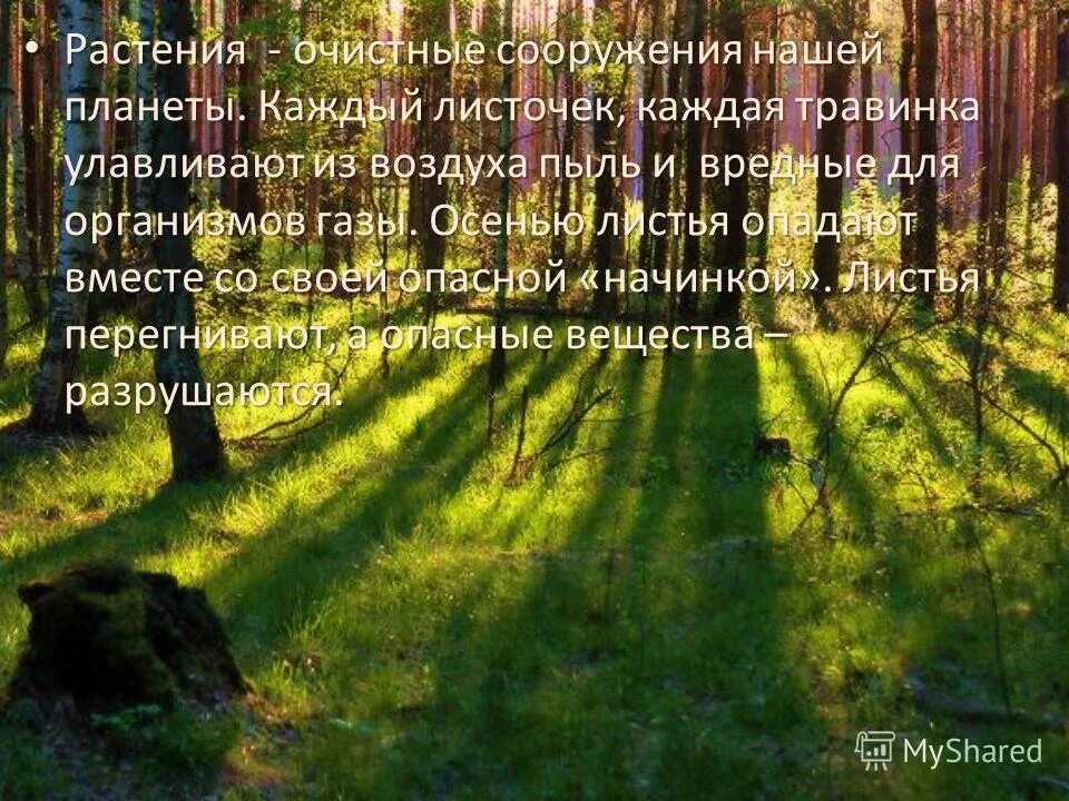 если хочешь найти душу леса сочинение. если хочешь найти душу леса сочинение. синтаксический разбор предложения леса. если хочешь понять душу леса найди лесной. если хочешь душу леса постигнуть найди.