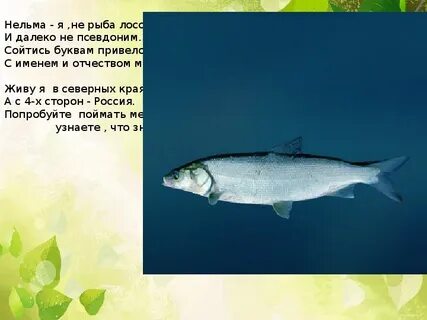 Белорыбица где водится и что за рыба