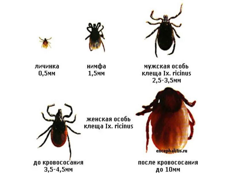 Клещи какой тип. Клещи иксодовые клещевой энцефалит. таёжный клещ клещевой энцефалит. строение самки таежного клеща. нимфа иксодового клеща строение.